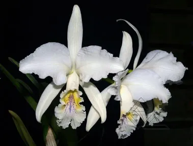 Cattleya mossiae coerulea 'Pedra Azul' x mossiae coerulea 'BH-134'