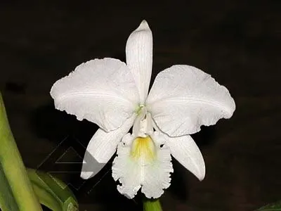 Cattleya mendelii alba 'Clayton' SELF