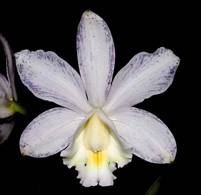 Cattleya loddigesii punctata coerulea SELF