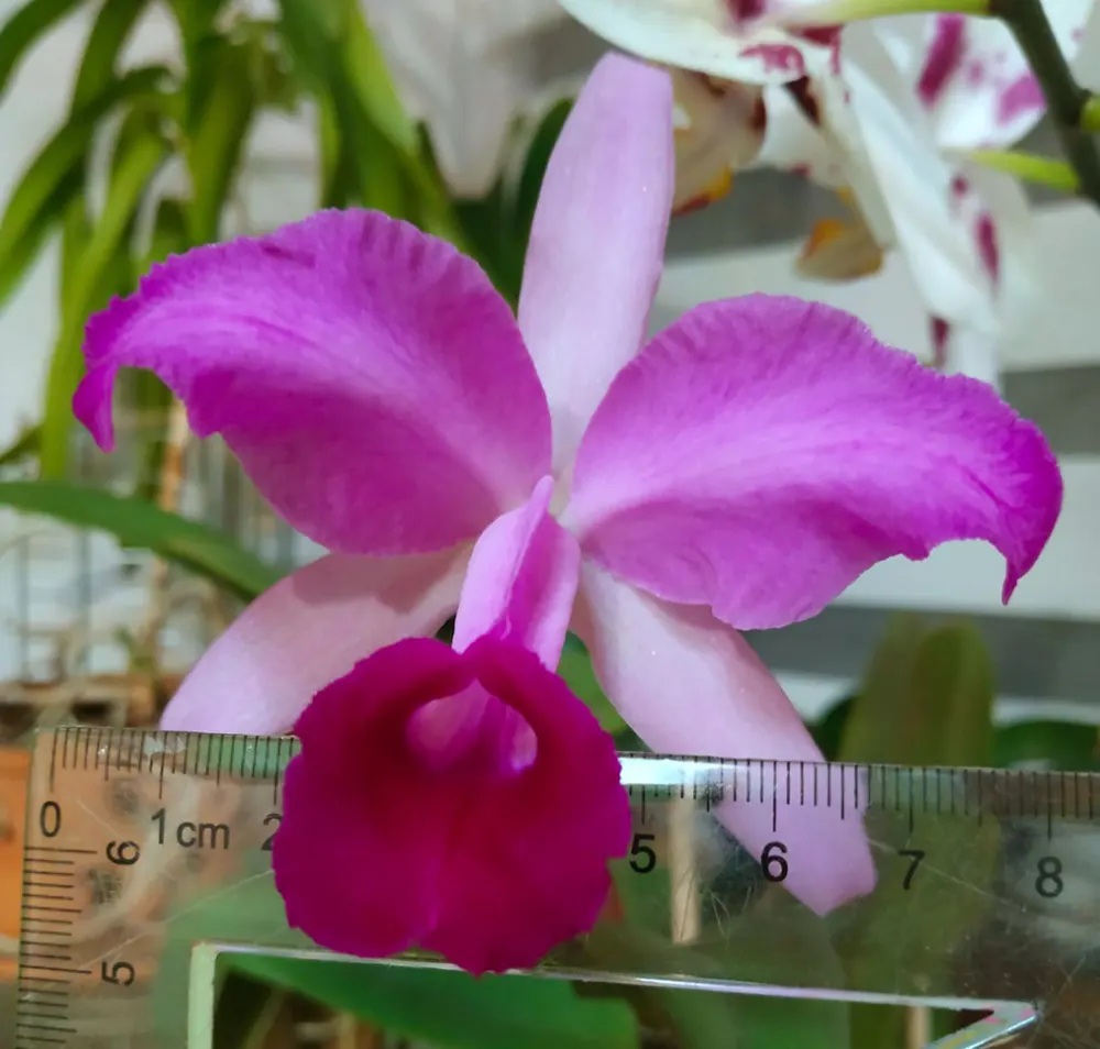 Cattleya lawrenceana flammea 'N1' x lawrenceana flammea 'N 2'