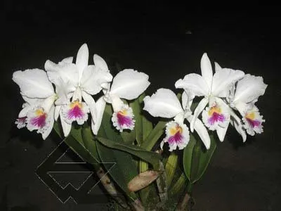 Cattleya labiata semi alba 'Robusta' SELF