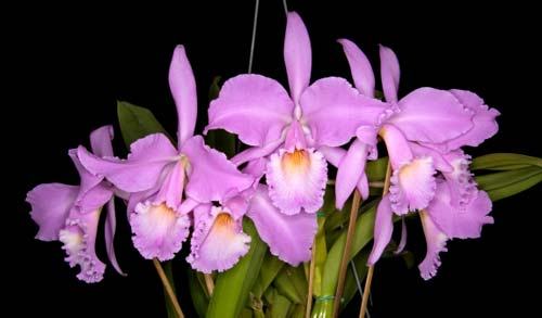 Cattleya labiata concolor 'Simoes' SELF