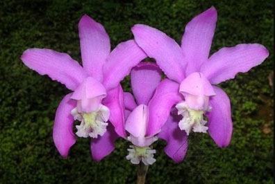 Cattleya kerrii 'Bahia'