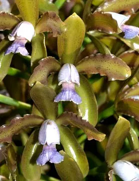 Cattleya guttata coerulea sem pintas 'Monte Verde'