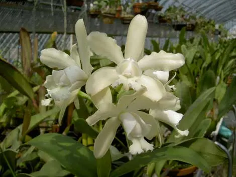 Cattleya guttata albina 'Cetro de Rubis' SELF