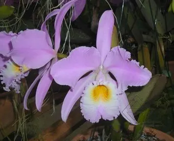 Cattleya gaskelliana concolor 'Yamile' SELF