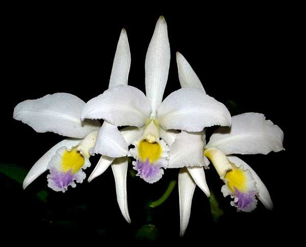 Cattleya gaskelliana coerulescens 'Mimi' SELF