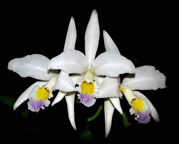 Cattleya gaskelliana coerulescens 'Mimi' SELF