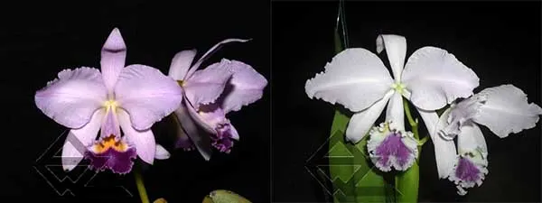 Cattleya warneri coerulea 'Suzuki' x warneri coerulea 'Carolina'