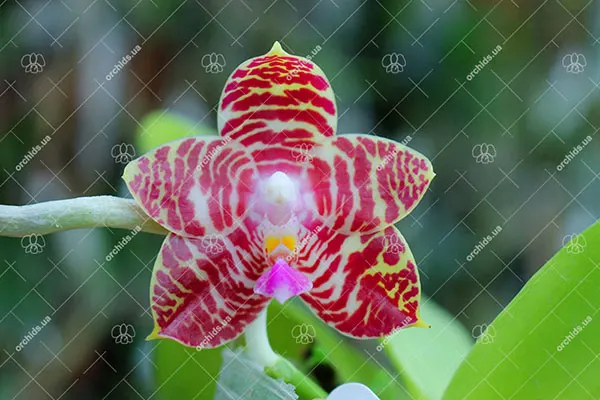 Phalaenopsis Yaphon Nicegirl x Zheng Min Tyrannosaurus