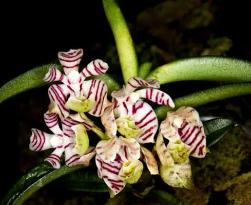 Trichoglottis putida