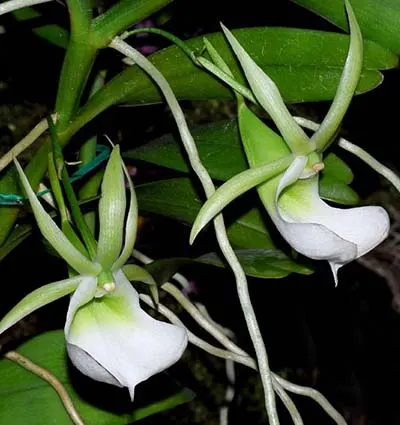 Angraecum infundibulare