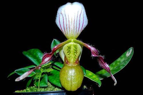 Paphiopedilum canhii