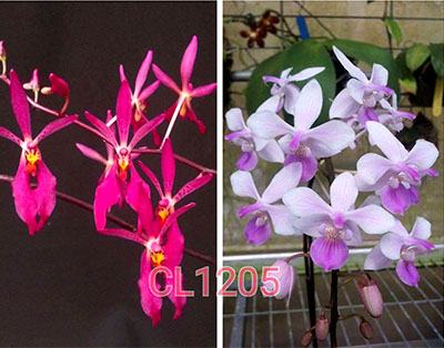 Renanthopsis Chienlung Pink Squirrel