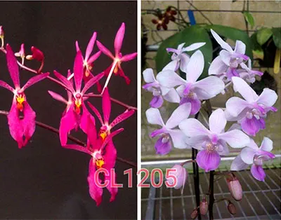 Renanthopsis Chienlung Pink Squirrel