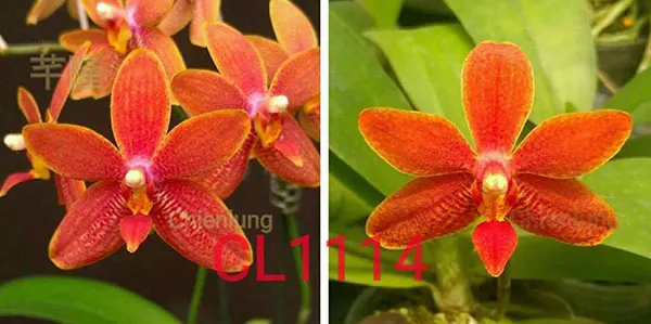 Renanthopsis Chienlung Little Cricket