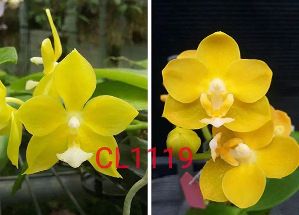 Phalaenopsis Chienlung Moonlight x Chienlung Cricket