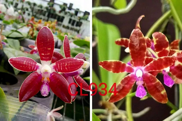 Phalaenopsis corningiana 'Chienlung' x bastianii 'CLR'