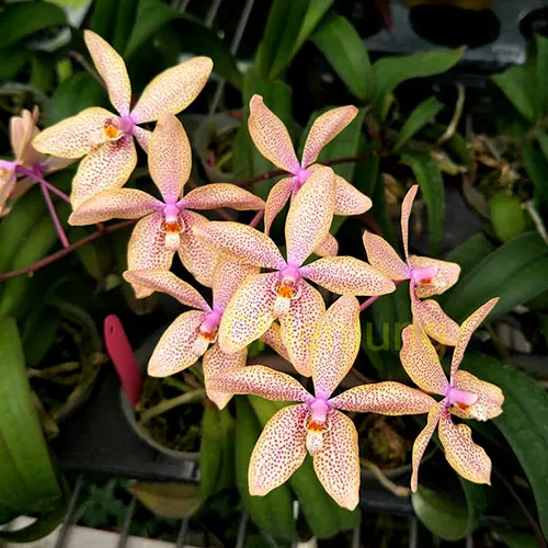 Renanthopsis Chienlung Sweet Girl