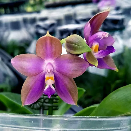 Phalaenopsis Chienlung Phoenix