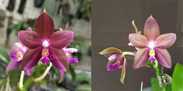 Phalaenopsis Chienlung Phoenix