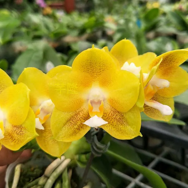 Phalaenopsis Chienlung Snake