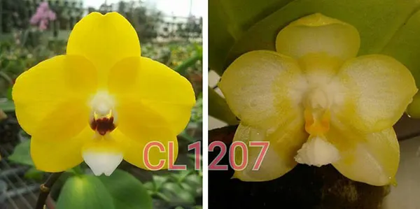 Phalaenopsis Chienlung Moon Lover
