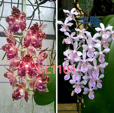 Phalaenopsis Hans Christiansen