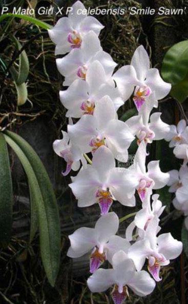 Phalaenopsis Celebes Wave 'Smile Sawn' (Mato Girl x celebensis)