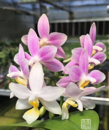 Phalaenopsis Joy Pink Chameleon stem prop