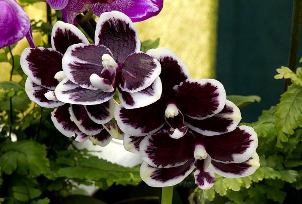 Phalaenopsis Bright Peacock 'Black & White Chocolate'