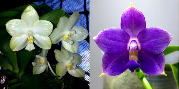 Phalaenopsis Yungho Gelblitz x violacea indigo