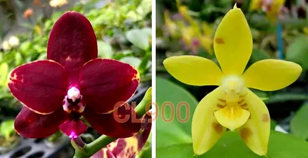 Phalaenopsis Chienlung Black Conch