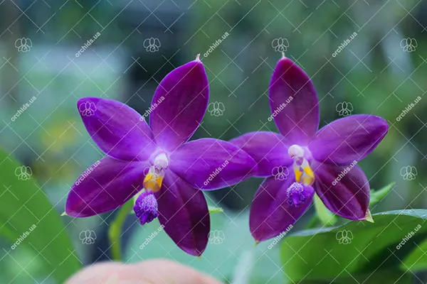 (Phalaenopsis tetraspis x speciosa) x violacea indigo