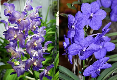 Vandachostylis Thailand x Vanda Pachara Delight 'Blue'