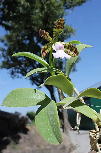 Cattleya aclandiae albina maculata