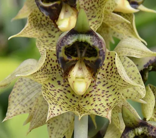 Catasetum sanguineum