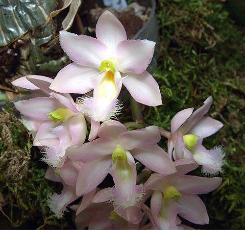 Clowesia rosea