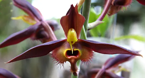Catasetum osculatum