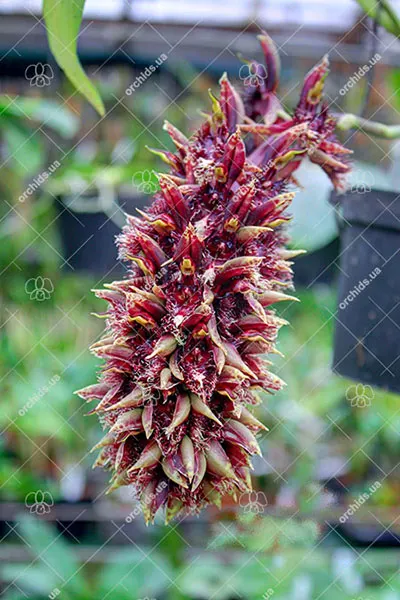 Catasetum arietinum dark 'Campana'
