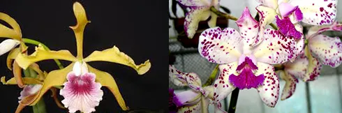 Laelia grandis x Cattleya amethystoglossa pincelada