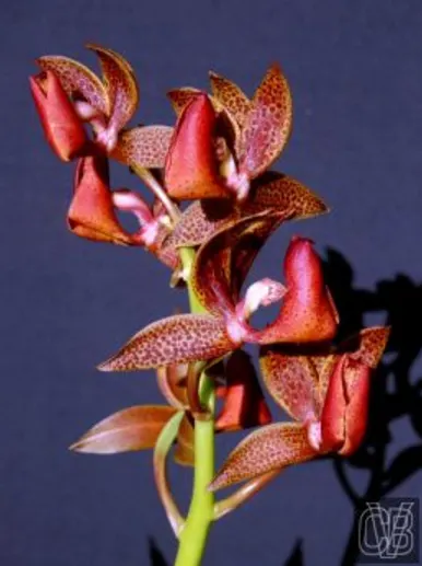 Mormodes purpurascens