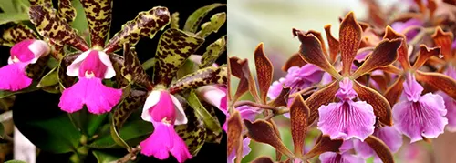 Cattleya Landate 'Dwarf' x Encyclia phoenica 'Cuba'