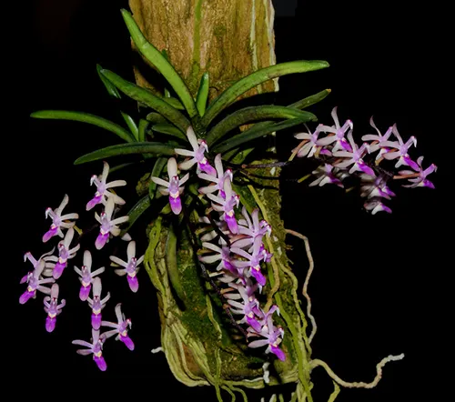 Stereochilus dalatensis
