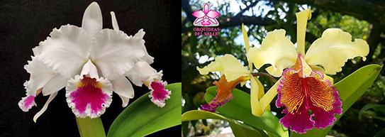 Cattleya Fabia (labiata semi-alba x dowiana)