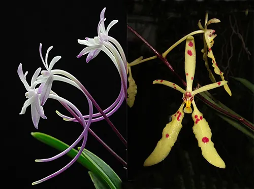 Neofinetia falcata Shoutenno x Renanthera citrina