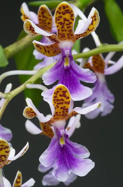 Oerstedella pseudoschumanniana