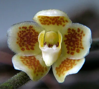 Chiloschista ramifera