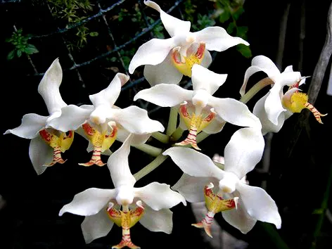 Paraphalaenopsis serpentilingua