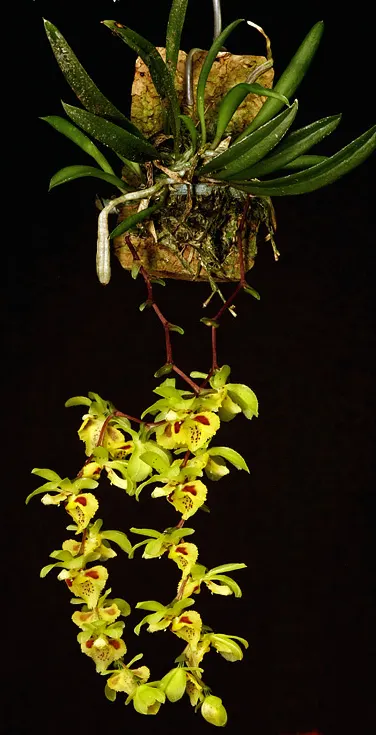 Chytroglossa aurata